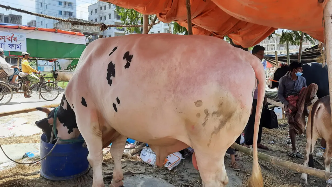 ইংরেজি বোঝে ৪৫ মণের ‘সুলতান’, দাবি বিক্রেতার