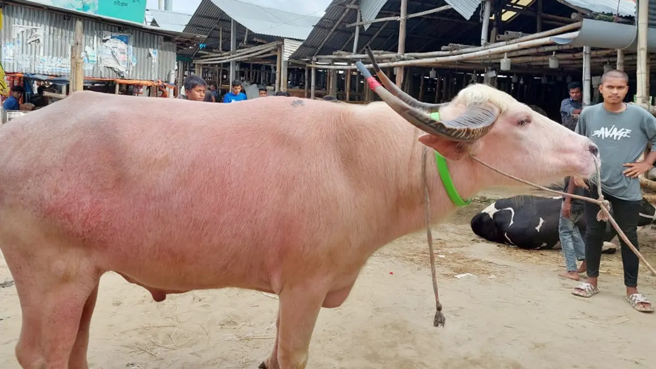 নজর কাড়ছে গোলাপি রঙের মহিষ