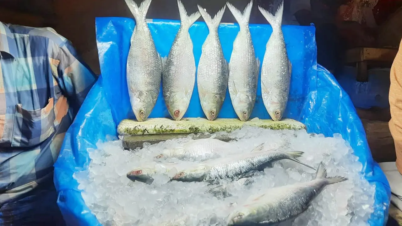 ইলিশে খুশি ক্রেতা-বিক্রেতা