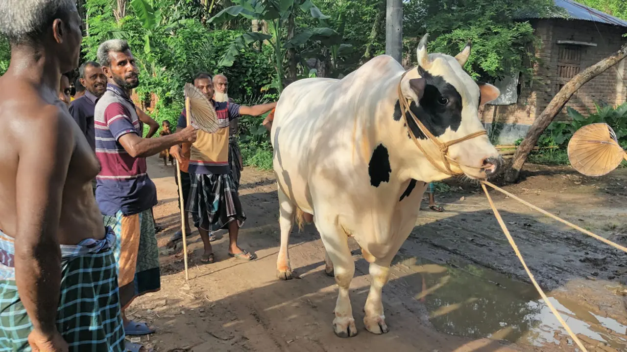 চোখের জলে সাদা মানিককে বিদায়