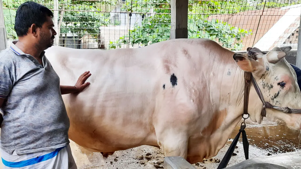 শান্ত স্বভাবের সম্রাট নজর কাড়ছে সবার, দাম ১৮ লাখ