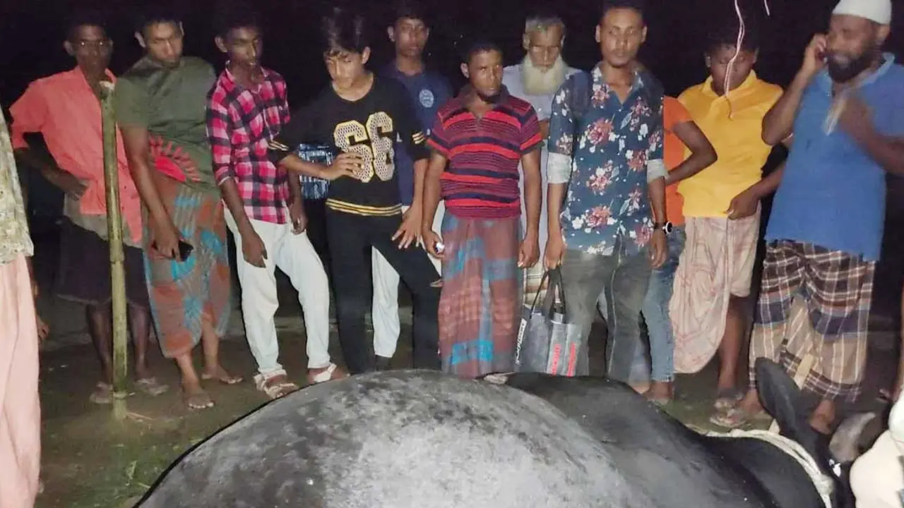 কিশোরগঞ্জে ৪ লাখ টাকা দাম হাঁকানো ষাঁড়ের মৃত্যু