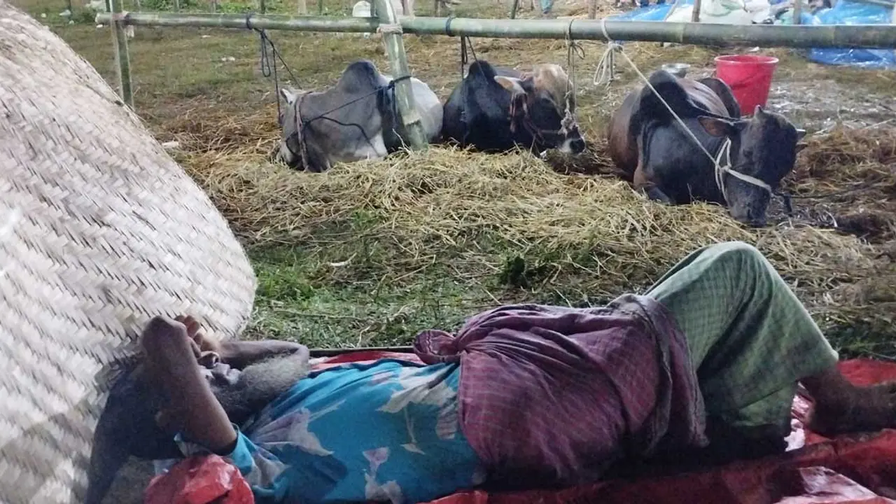 গরু বিক্রির টাকা পাওয়ার পর আনন্দের বদলে কষ্ট হয়