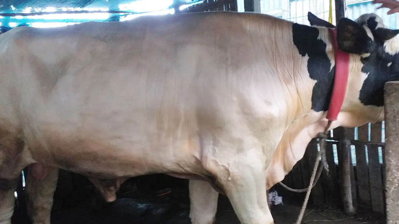 ২২ মাসের বিক্রমের ওজন ৮৮০ কেজি