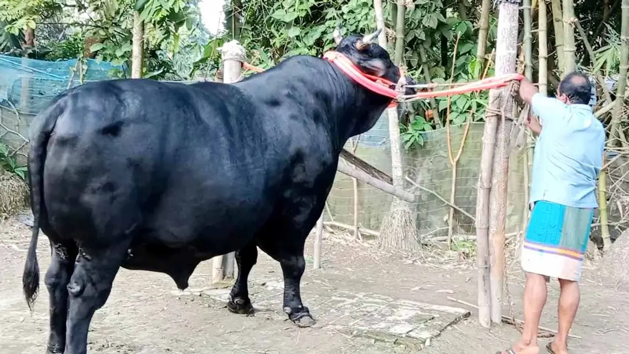 ৭৫ হাজার টাকায় কেনা কালো মানিকের দাম এখন ৪০ লাখ