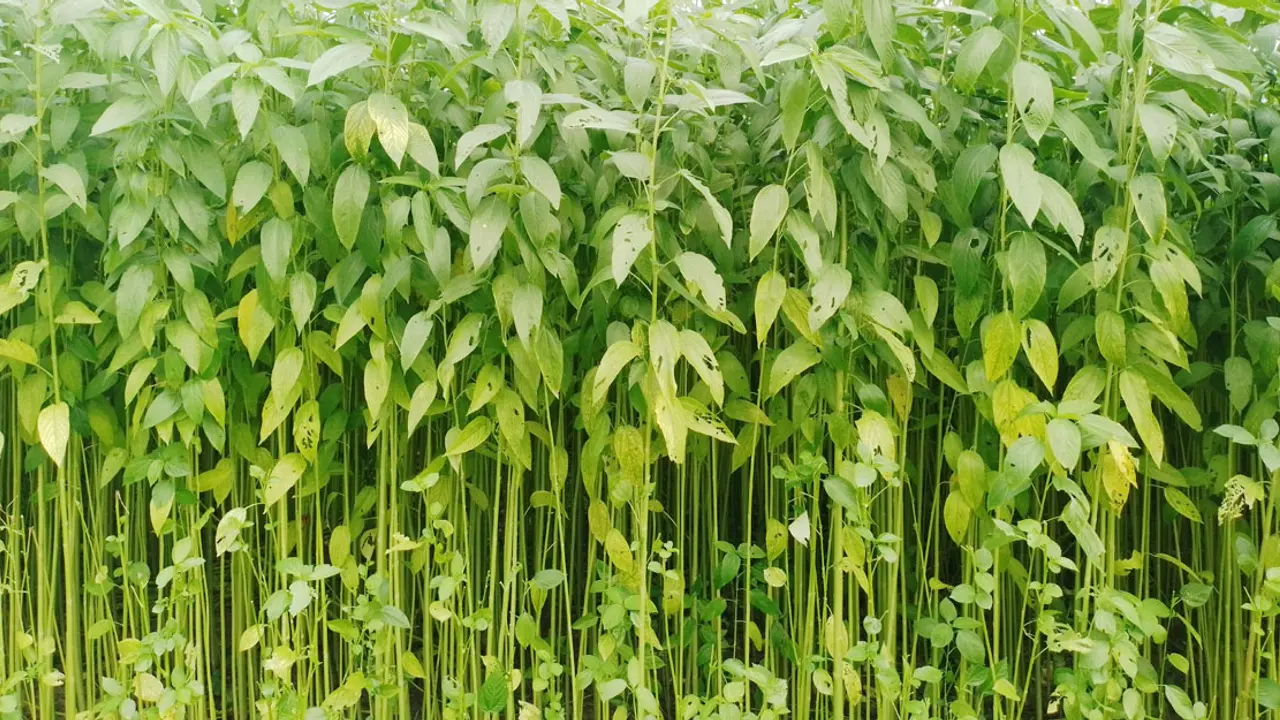 নওগাঁয় পাটচাষে আগ্রহ হারাচ্ছেন কৃষকরা