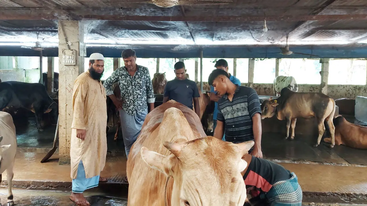 বিদেশ যেতে ব্যর্থ, গরুর খামারে সফল দুই ভাই