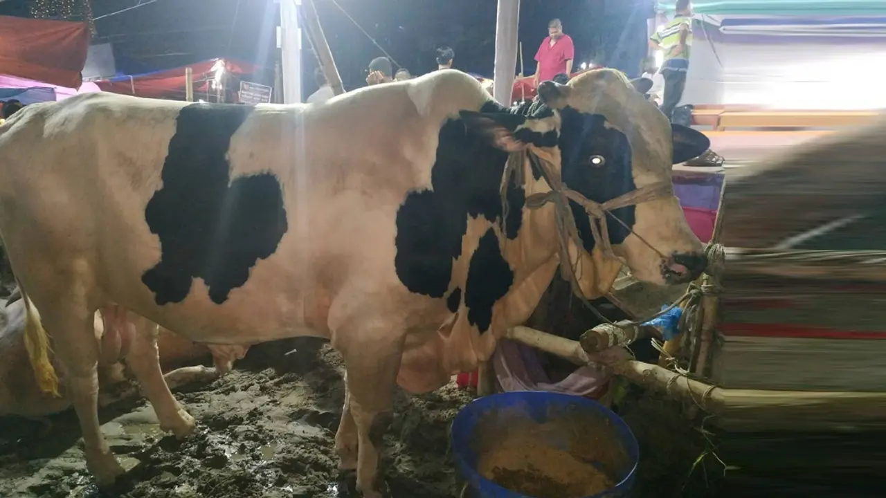 ফরিদপুরের ‘পদ্মা সেতু’র দাম ঢাকায় ১৫ লাখ টাকা