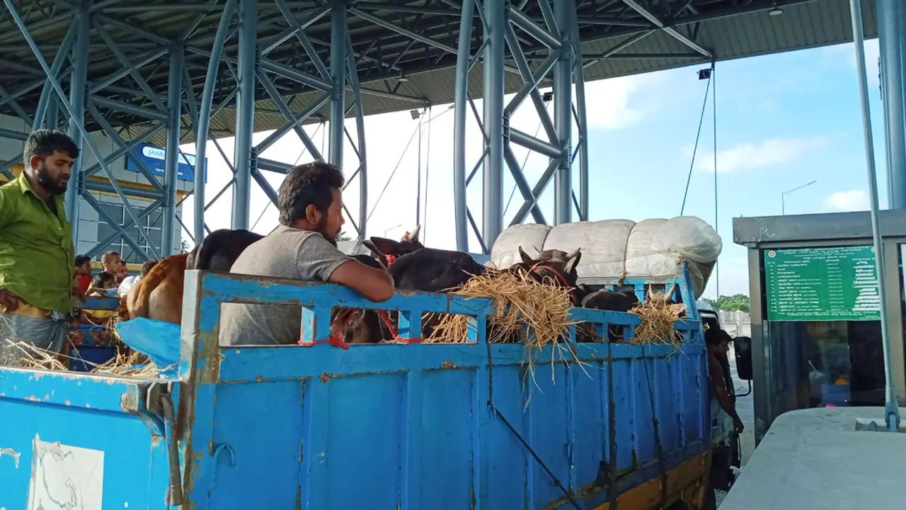 ‘গরু নিয়ে এত দ্রুত পার হতে পারব কখনো ভাবিনি’