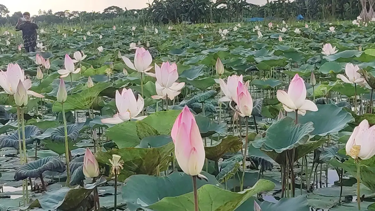 বুড়োর বিলজুড়ে গোলাপি পদ্ম