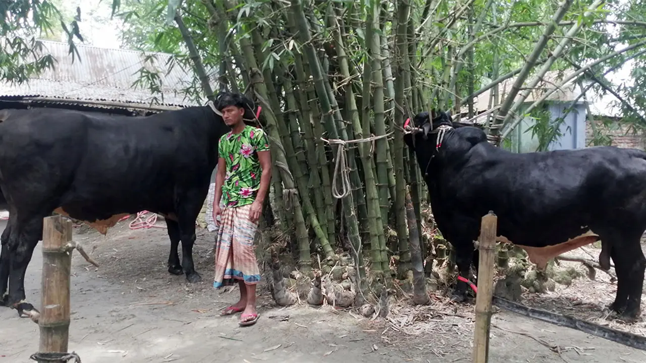 রংপুরে সস্তায় গরু বিক্রি করে দিচ্ছেন খামারি