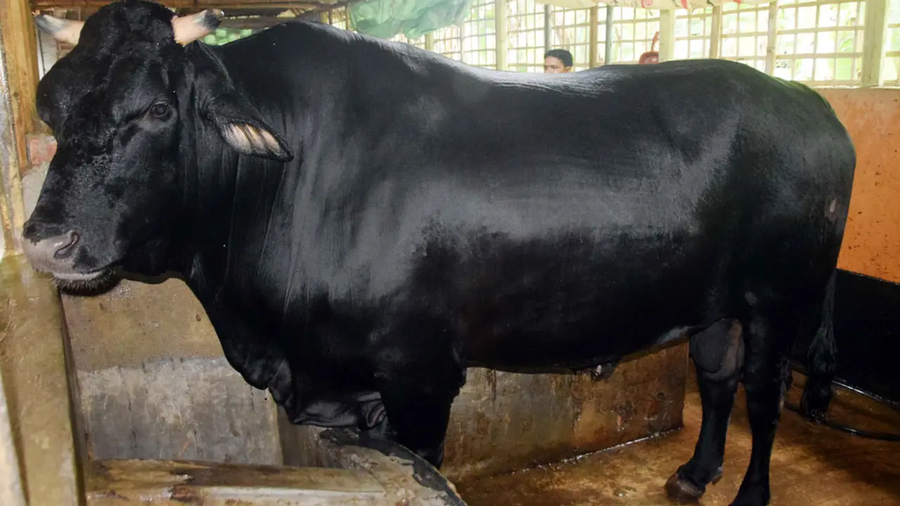 ভদ্র বাবুর দাম ১৫ লাখ, দুষ্টু বাবু ১০