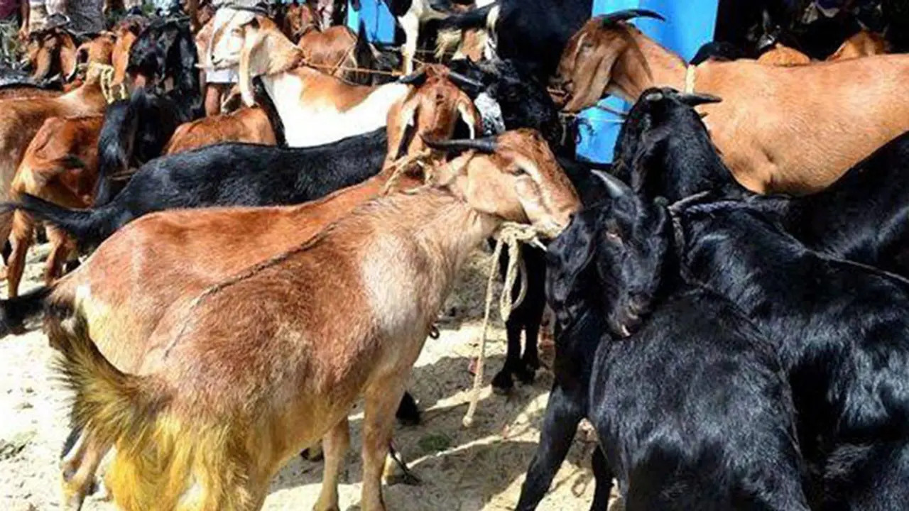 বাসের বক্সে আনা ১৮ ছাগলের মৃত্যু, কান্নায় ভেঙে পড়েন মালিক