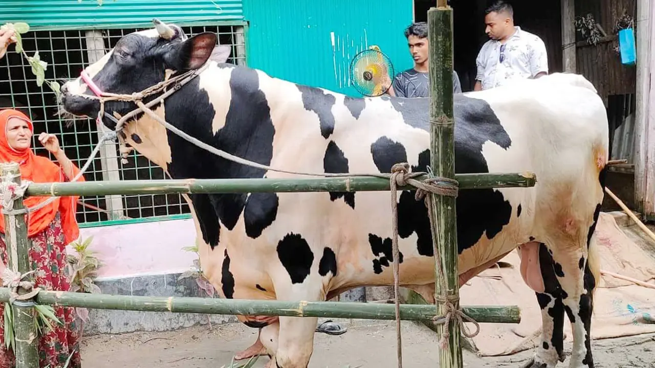 ইউটিউবারের ওজন ৩০ মণ, ৭ লাখে বিক্রি করবেন খামারি