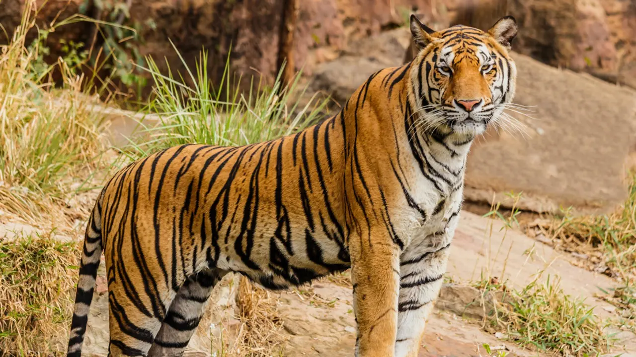 করোনায় প্রাণ গেল বাঘের