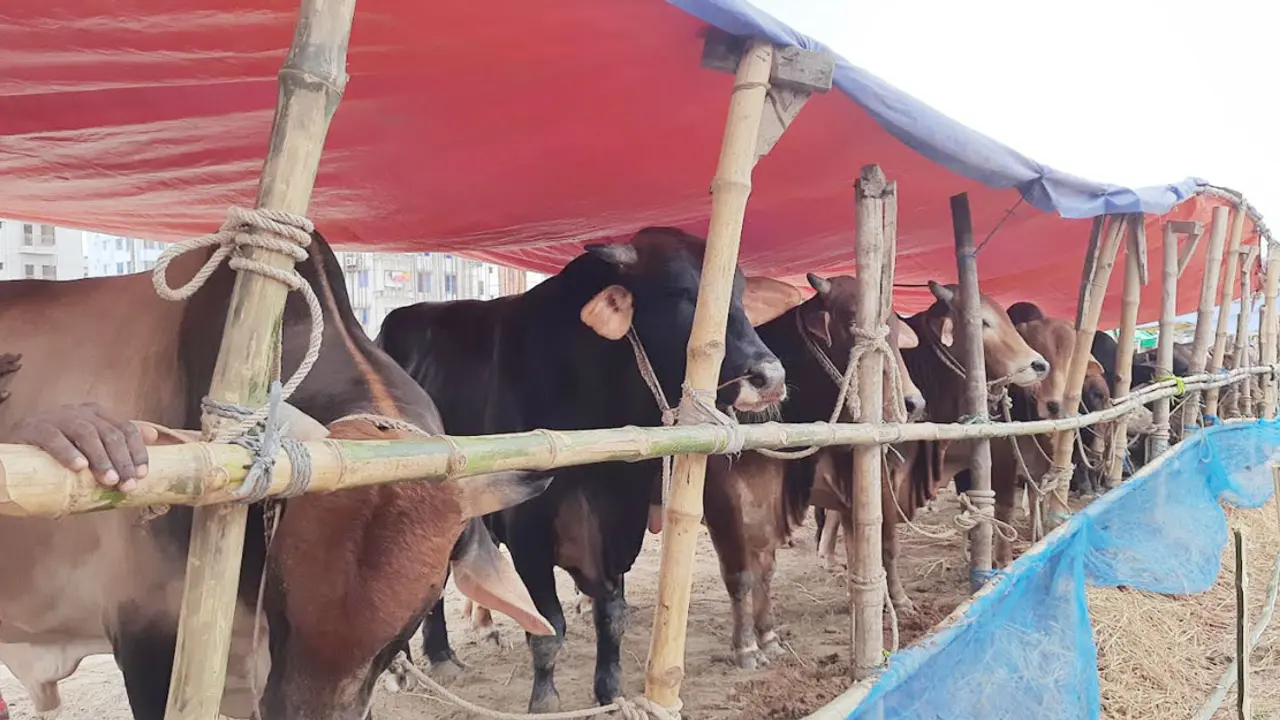 বড় গরুর দর্শনার্থী বেশি, ক্রেতা কম