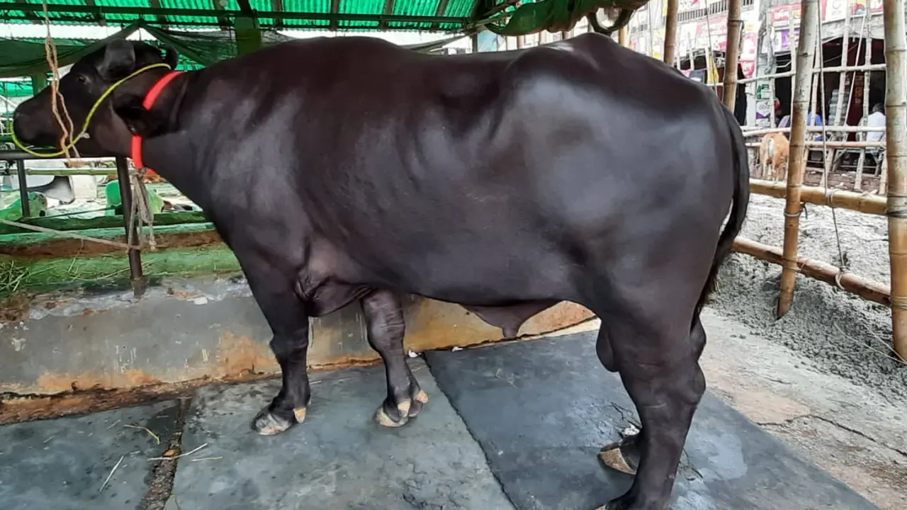 ১৫ মণের সিংহরাজার দাম সাড়ে চার লাখ