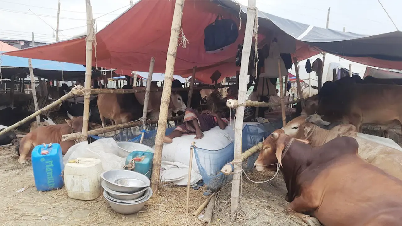 হাট ভরা গরু, নেই ক্রেতা