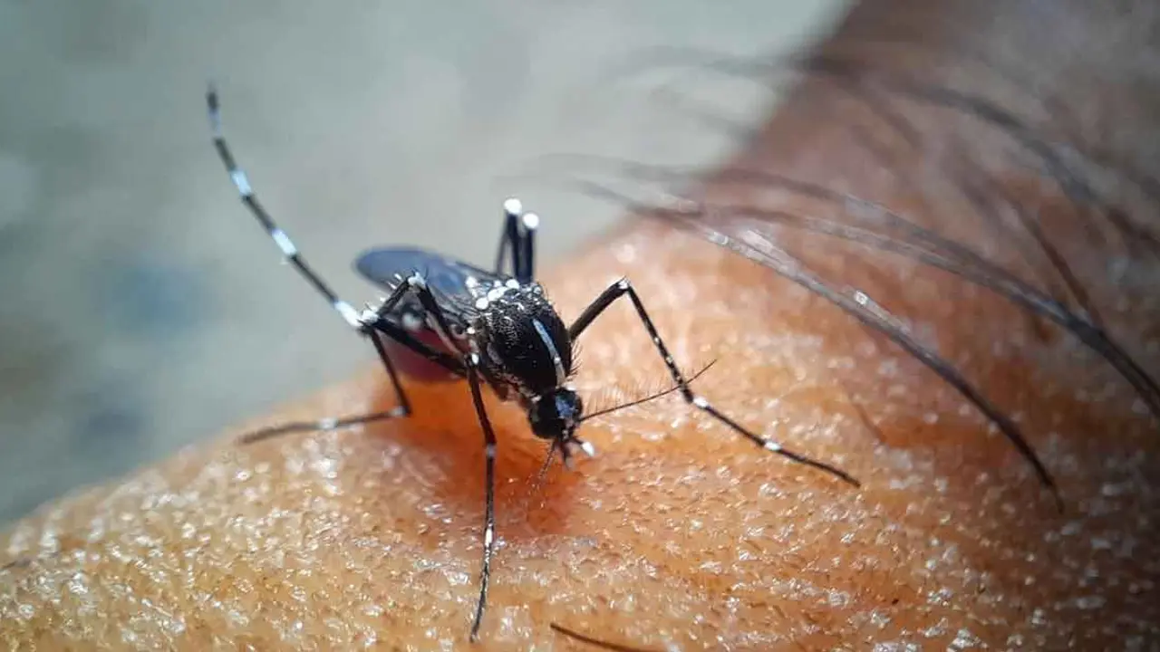 এক দিনে ২৪ ডেঙ্গু রোগী হাসপাতালে ভর্তি