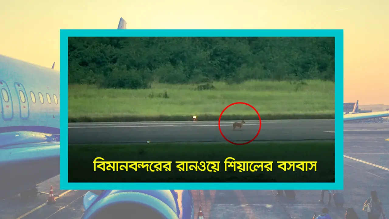 ঢাকার রানওয়েতে হাঁটছে শিয়াল, দৌড়াচ্ছে-খেলছে