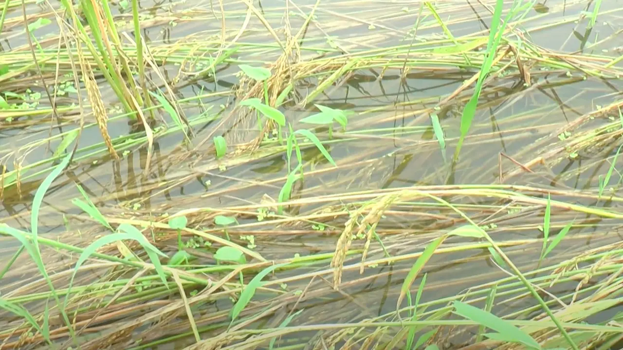 বগুড়ায় পানির নিচে ধান, দিশেহারা কৃষক
