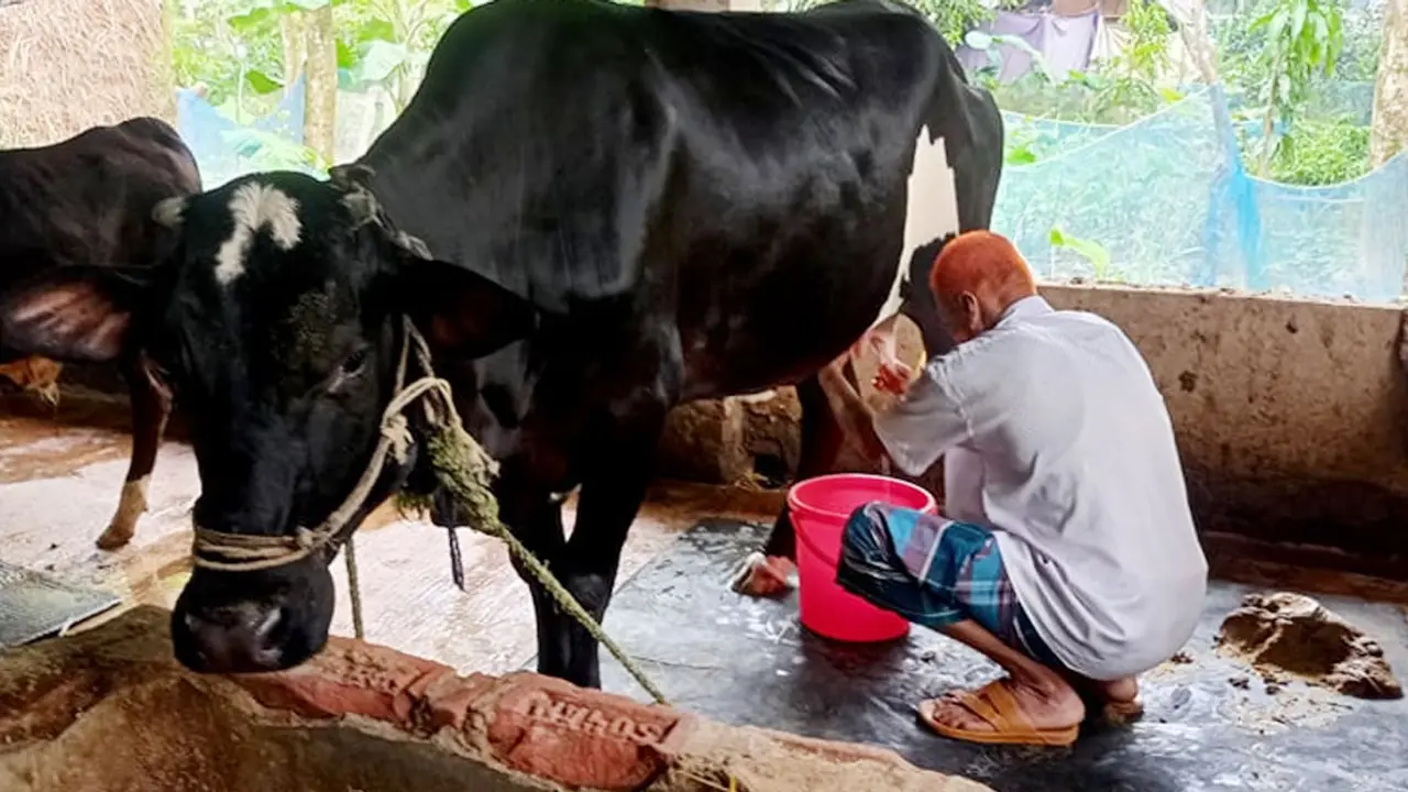 বাচ্চা প্রসব না করেই ৬ লিটার দুধ দিচ্ছে গরু