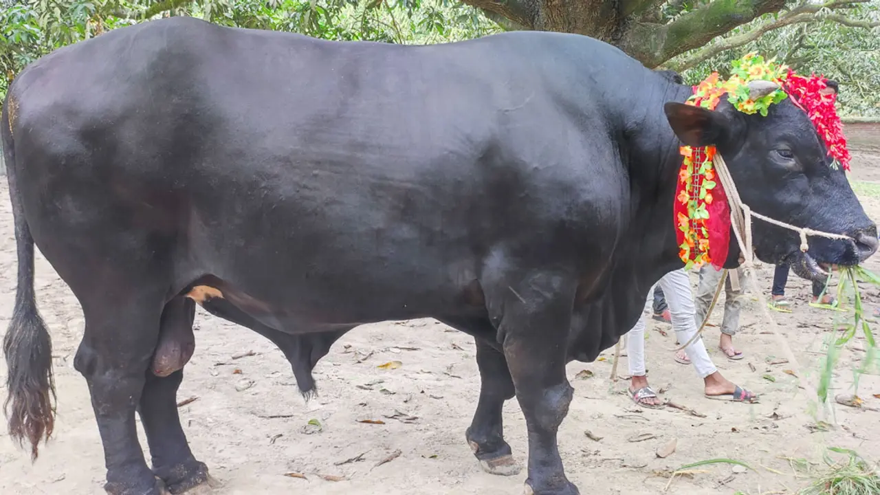 ৪২ মণ ওজনের ‘চাঁপাই সম্রাটের’ দাম ৩০ লাখ, খায় আম-কলা