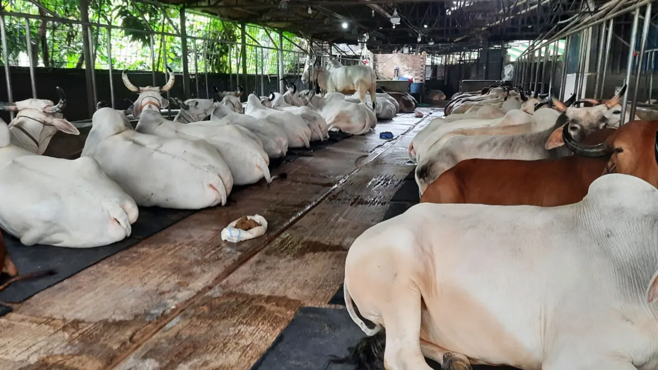 কোরবানির বাজারে পশুখাদ্যের দামের প্রভাব