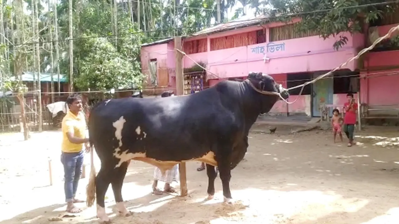 কক্সবাজারে হাট কাঁপাতে প্রস্তুত ‘কক্স কিং’ ও ‘ডায়মন্ড’