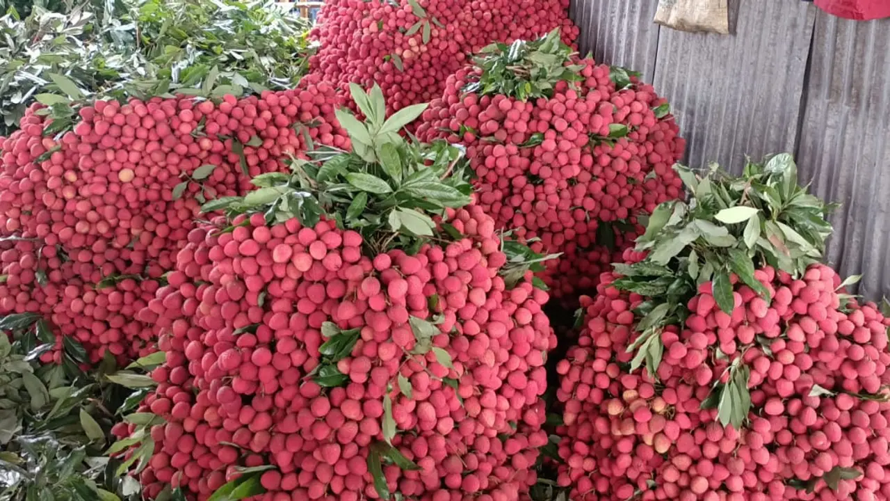 দিনাজপুরে ৮০০ কোটি টাকার লিচু বিক্রির আশা