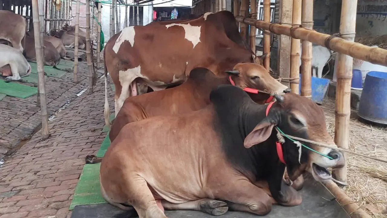 সাজছে পশুর হাট : গাবতলীতে আলোচনায় বন্যা ও বাড়তি দাম