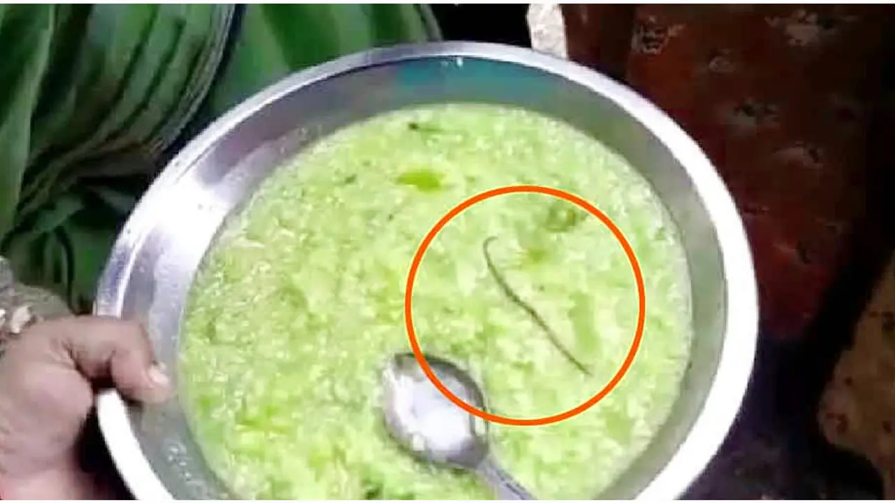 শিশুদের বিনামূল্যের খিচুড়িতে সাপের দেহ!