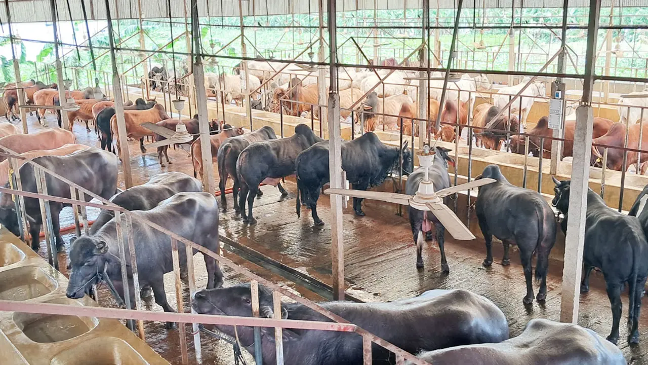 এরশাদের খামার থেকে এবার ৫ কোটি টাকার গরু বিক্রির আশা