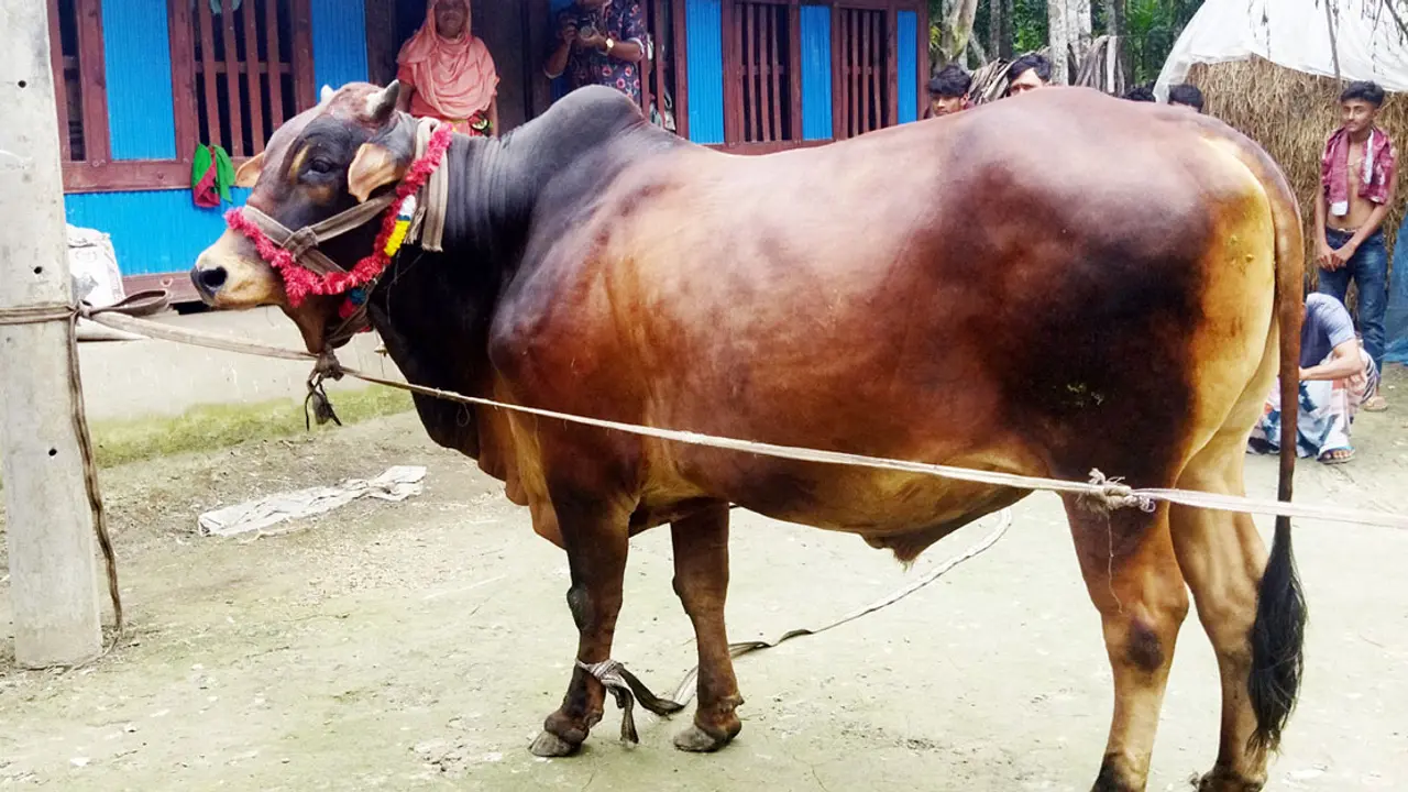 লাল বাদশার দাম ৮ লাখ টাকা