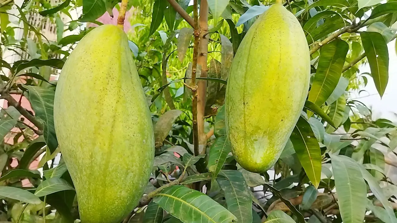 আমের ওজন ৫ কেজি, দেখতে মানুষের ভিড়