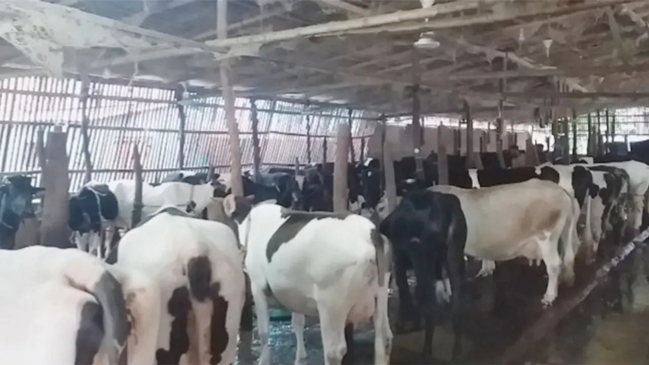 উপহারের একটি থেকে খামারে এখন ২ শতাধিক গাভি