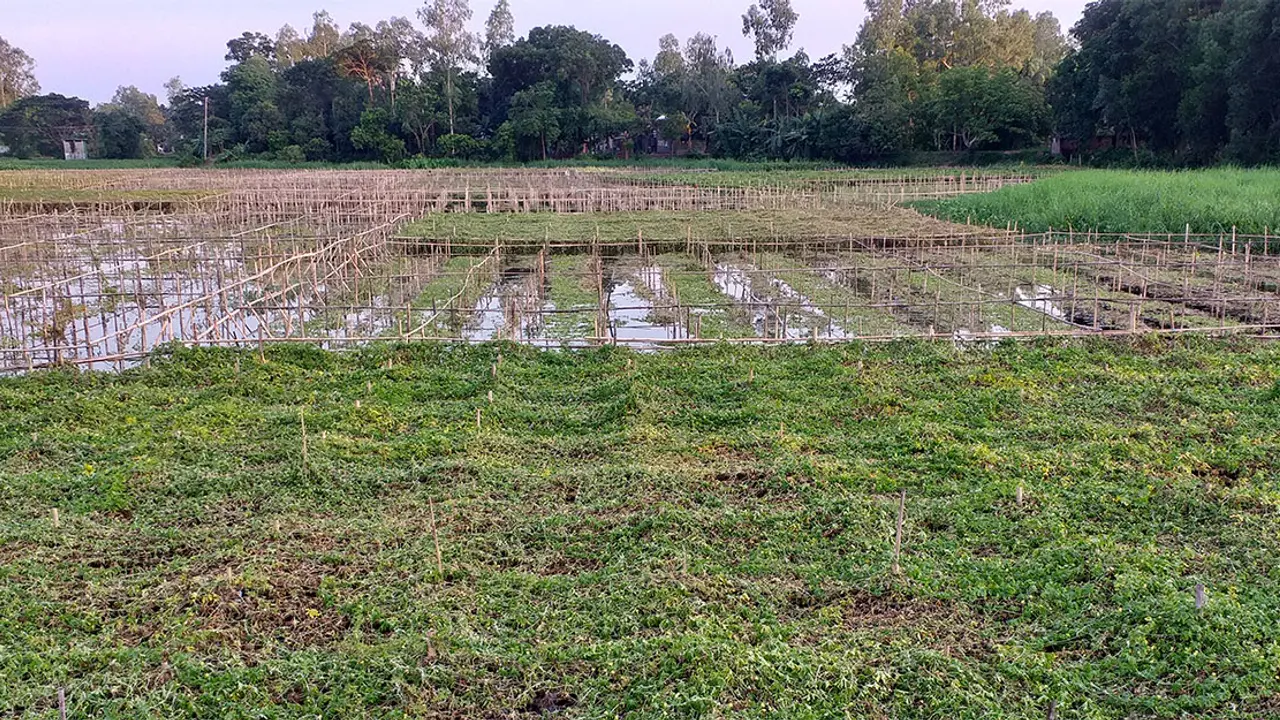 বন্যার প্রভাব মুন্সীগঞ্জে, তলিয়ে যাচ্ছে সবজি ও ধান