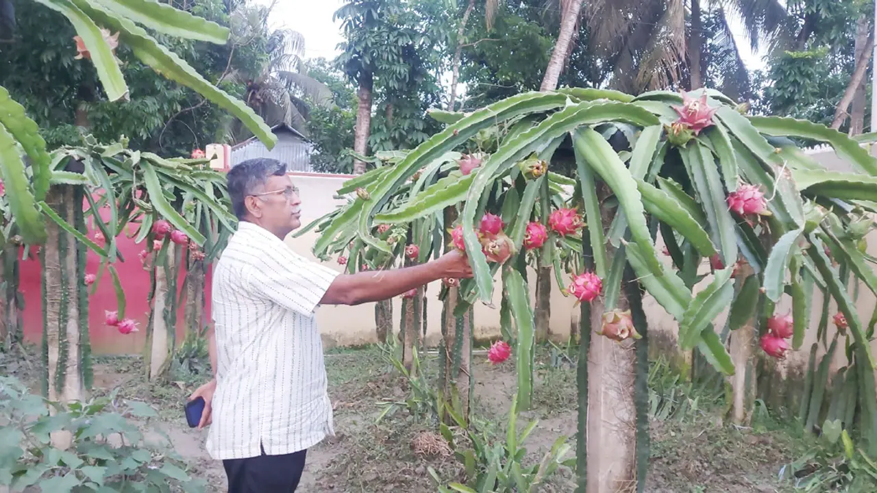 পতিত জমিতে ড্রাগন চাষে লাখপতি নোয়াখালীর শিক্ষক