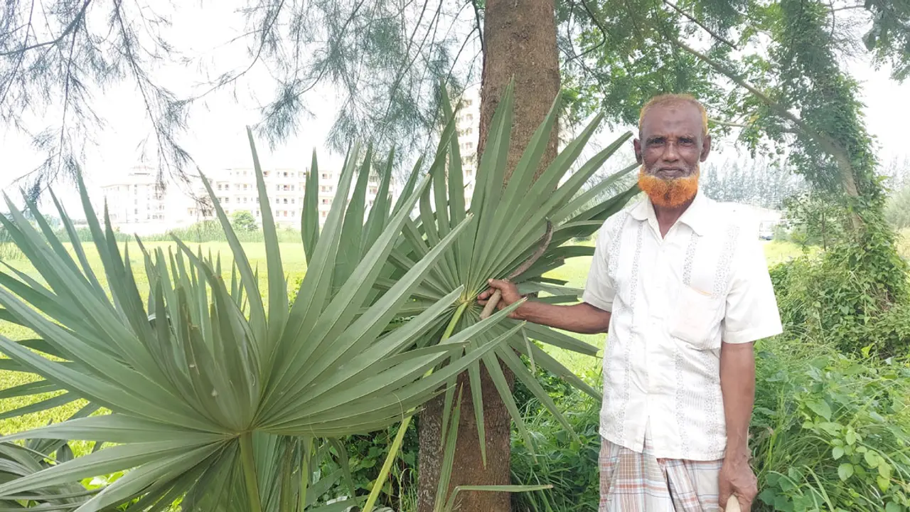 নিজ খরচে বিশ্ববিদ্যালয়ে ৬৫০ তালগাছ লাগিয়েছেন হারুন