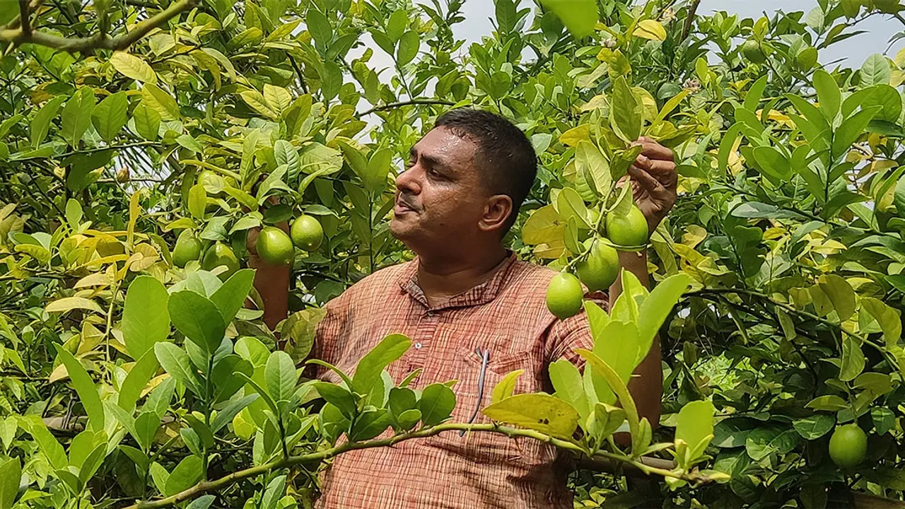 পতিত জমিতে লেবু চাষ, সুজনের মাসে আয় ৭০০০০ টাকা