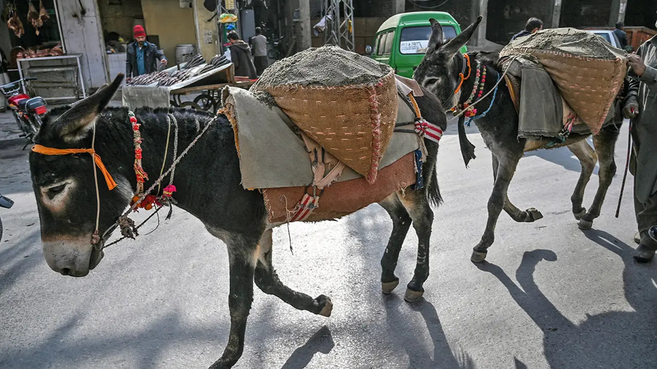 গাধার সংখ্যায় বিশ্বে পাকিস্তান তৃতীয়