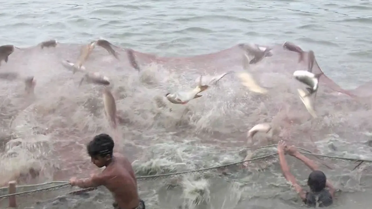 ঢাকার বাজার ধরার অপেক্ষায় শরীয়তপুরের মাছ ব্যবসায়ীরা
