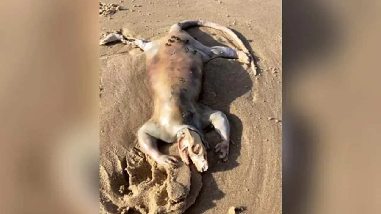 সৈকতে দেখা মিলল রহস্যময় প্রাণীর