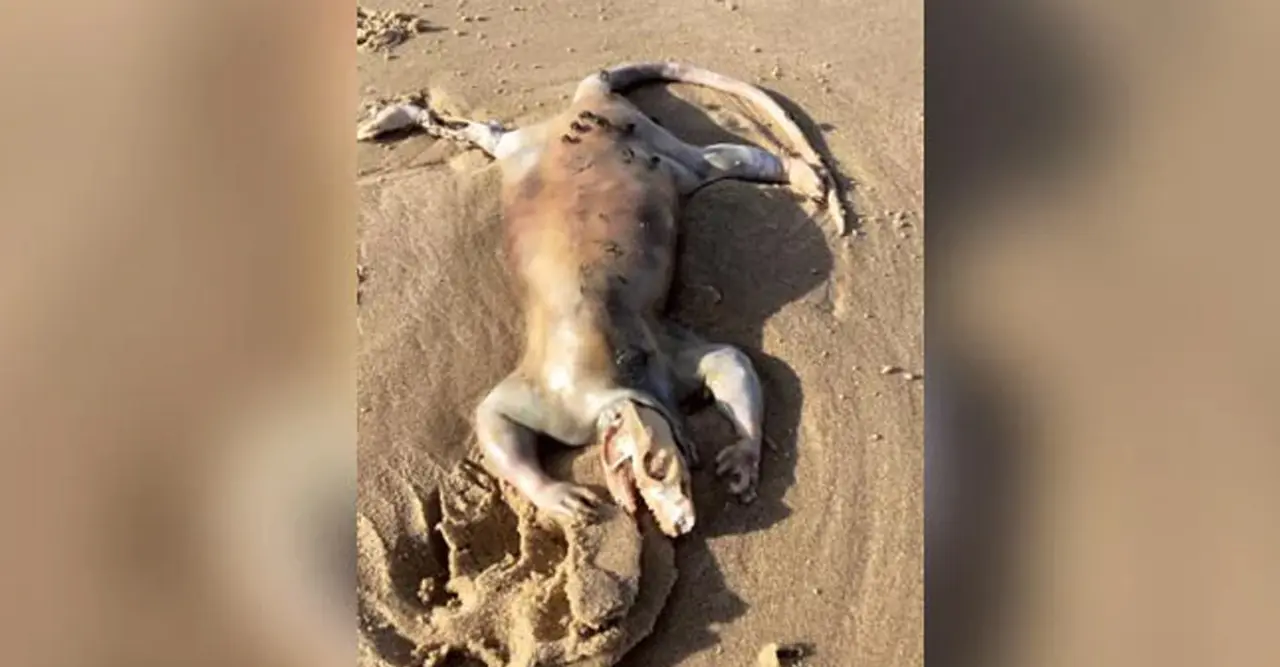 সৈকতে দেখা মিলল রহস্যময় প্রাণীর