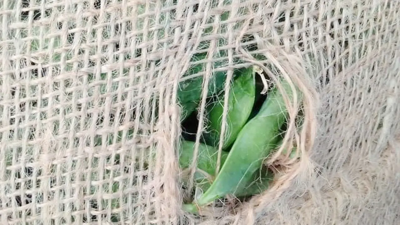 ২ মাস পর হিলি স্থলবন্দরে মটরশুঁটি আমদানি