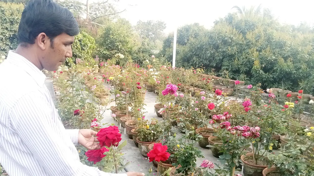 এক ছাদেই ৩০০ জাতের গোলাপ