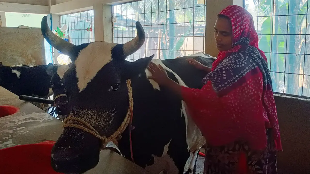 দিনে ১১০ লিটার দুধ আসে সাথীর খামার থেকে