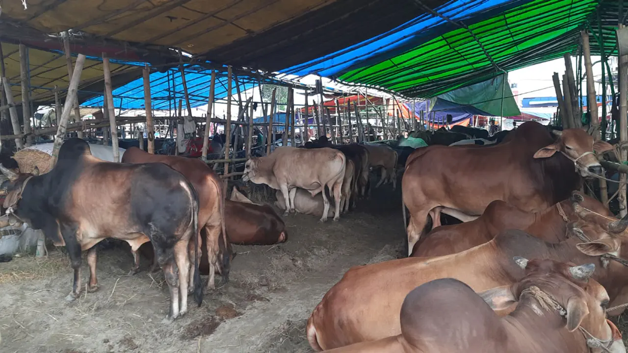রাজধানীতে এবার ১৯ পশুর হাট
