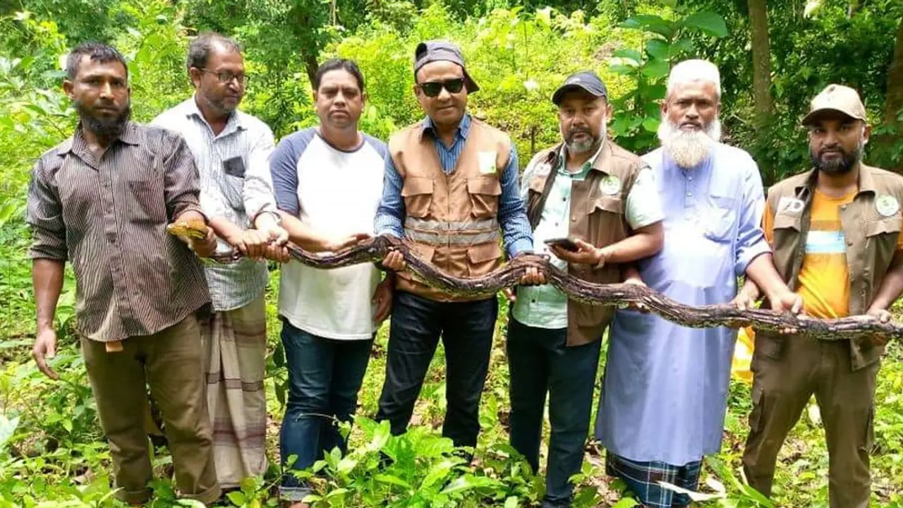 কাপ্তাই জাতীয় উদ্যানে ১৮ ফুট দৈর্ঘ্যের অজগর সাপ অবমুক্ত