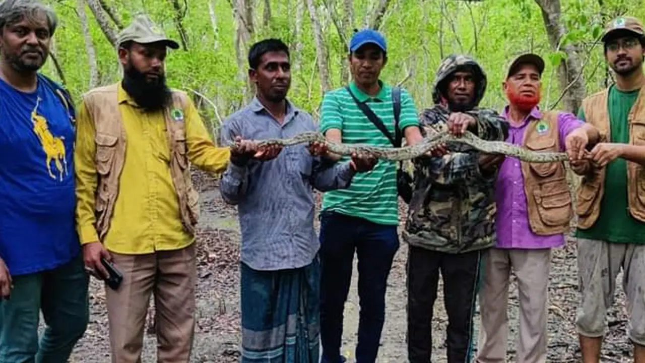 বরগুনায় খেজুর গাছে ঝুলছিল ৯ ফুট লম্বা অজগর